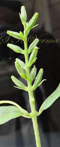  Fruits in inflorescence